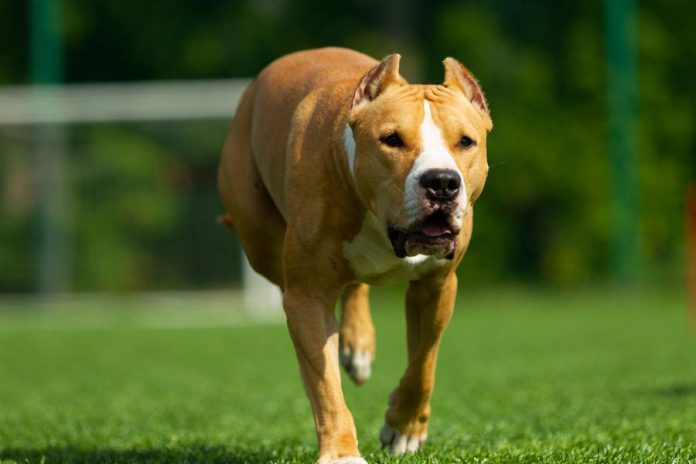 Bund soll Einhaltung der Regeln für Hundehaltung kontrollieren